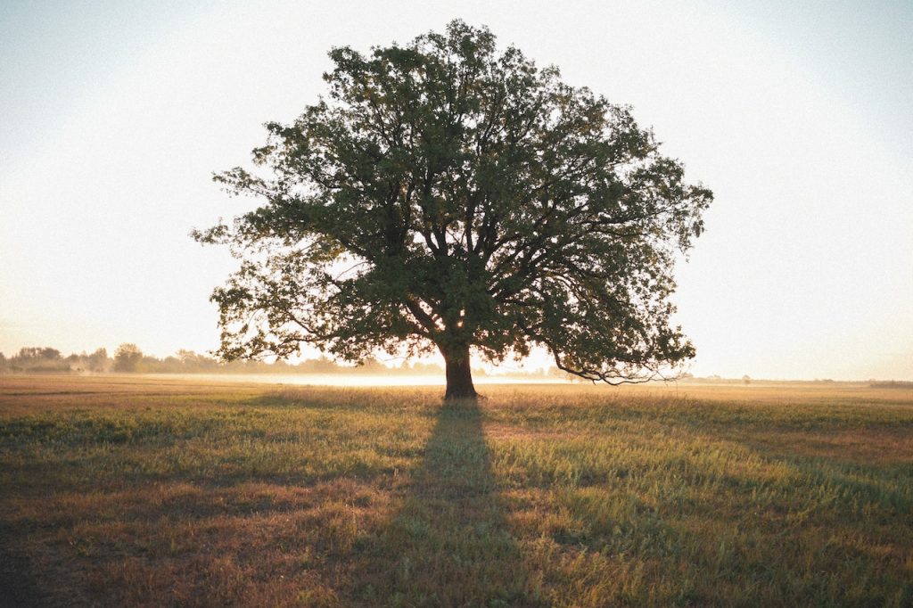 arbre de segmentation marketing